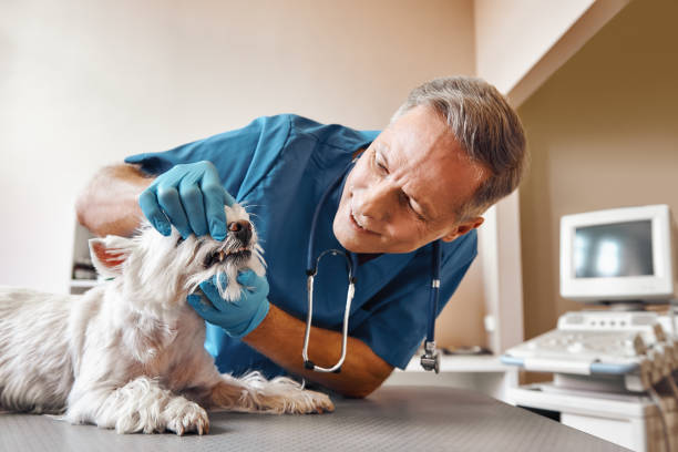 Best Emergency Dental Surgery in Edgerton, KS
